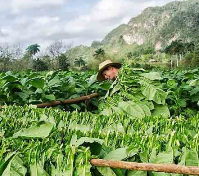 吸烟人数下降 蒸汽烟流行 美国烟叶种植面积同比下降16%