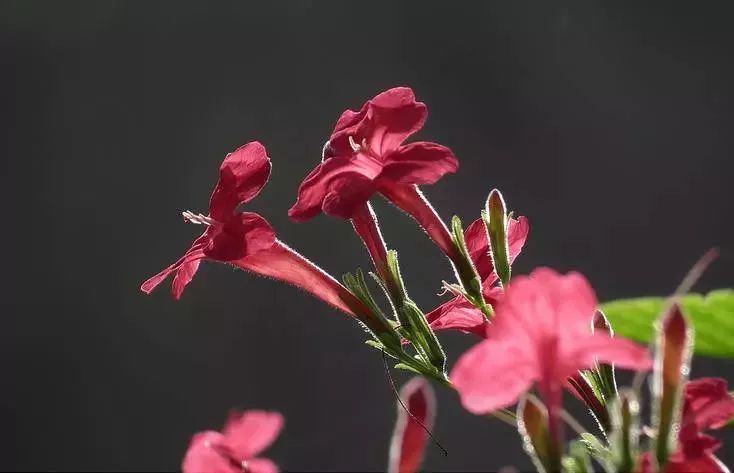 漂亮烟草花欣赏