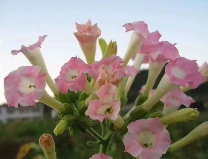 漂亮烟草花欣赏