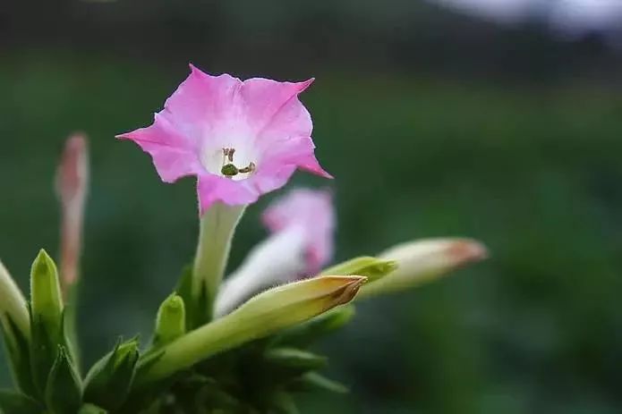 漂亮烟草花欣赏