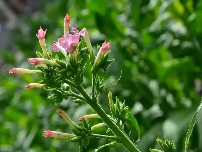 漂亮烟草花欣赏