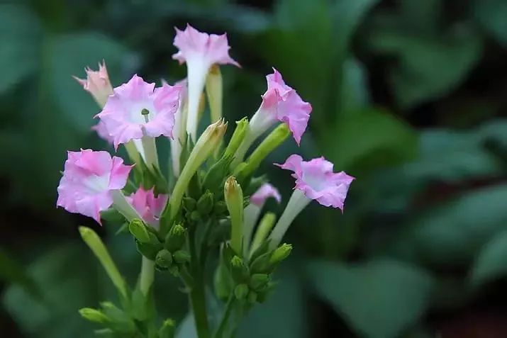 漂亮烟草花欣赏