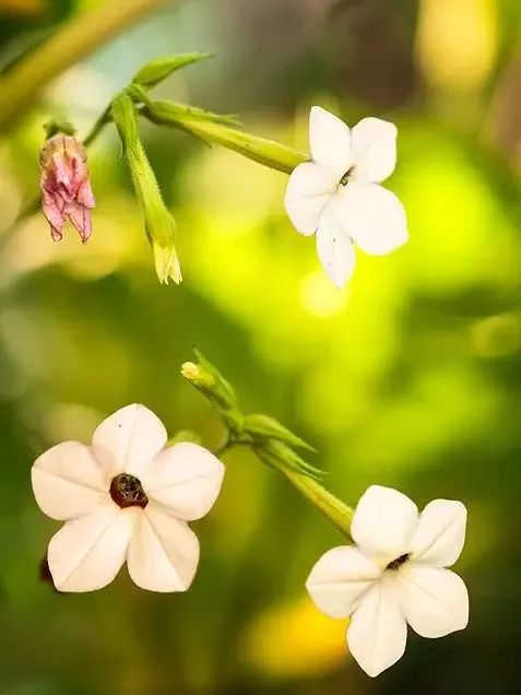 漂亮烟草花欣赏