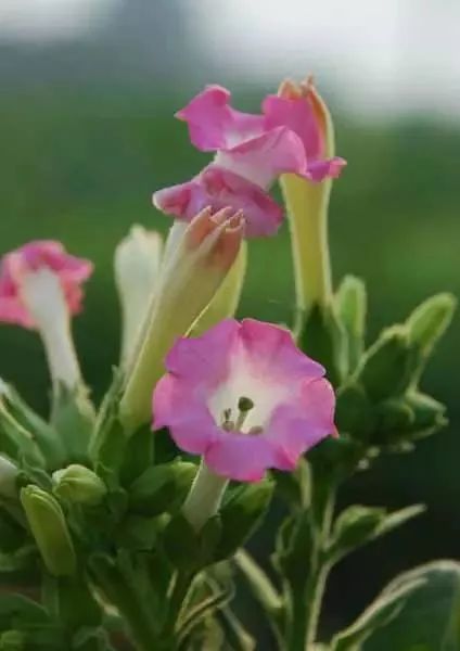 漂亮烟草花欣赏