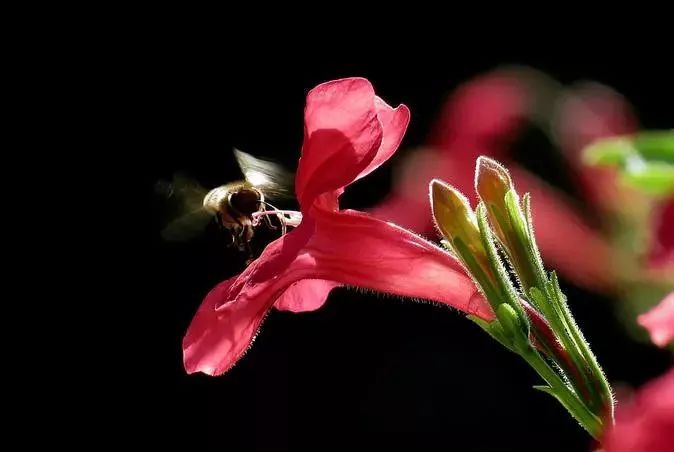 漂亮烟草花欣赏