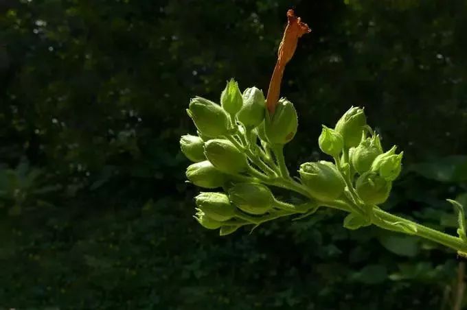 漂亮烟草花欣赏