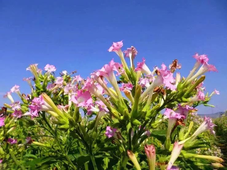 漂亮烟草花欣赏