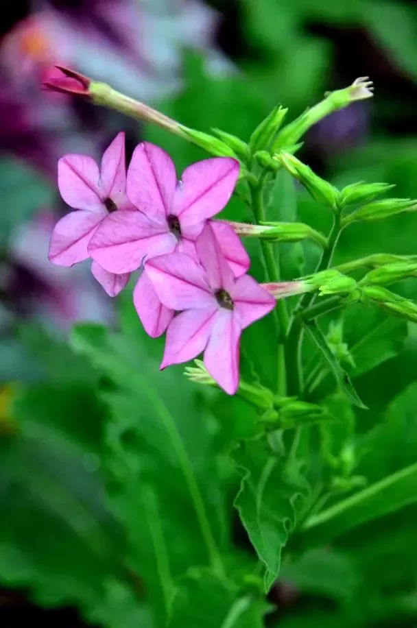 漂亮烟草花欣赏