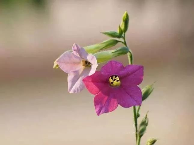 漂亮烟草花欣赏