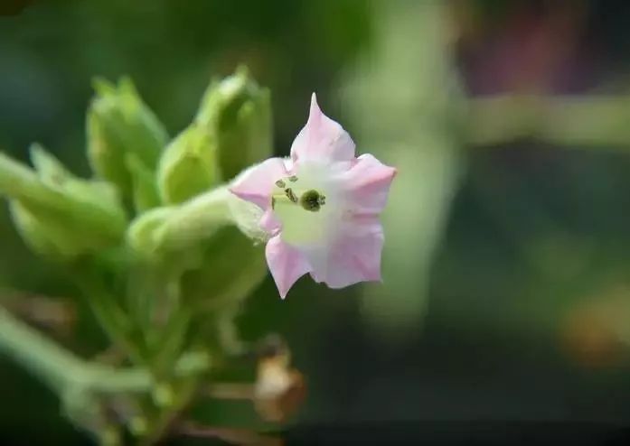 漂亮烟草花欣赏