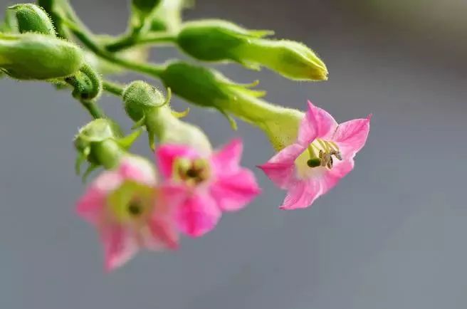 漂亮烟草花欣赏