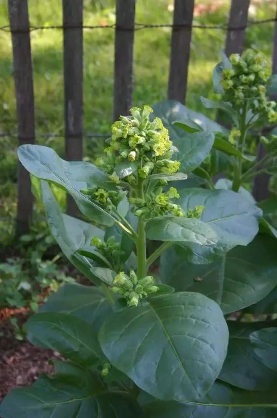 漂亮烟草花欣赏