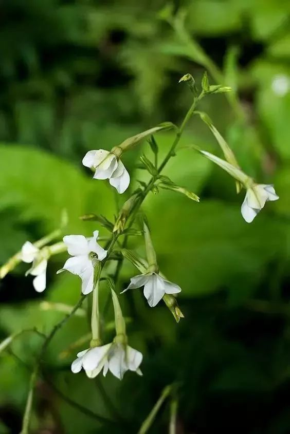 漂亮烟草花欣赏