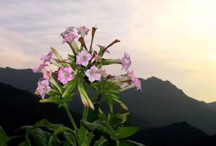 漂亮烟草花欣赏