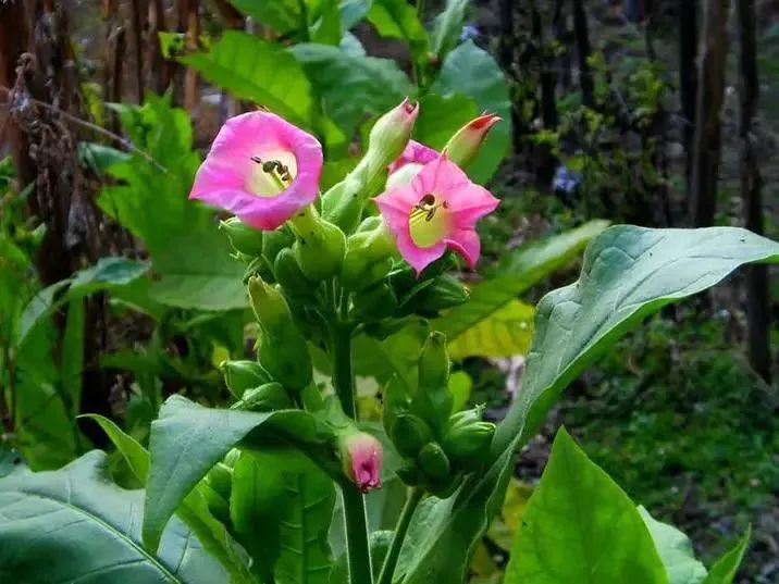 漂亮烟草花欣赏