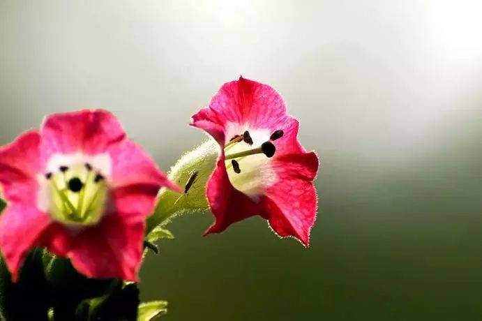 漂亮烟草花欣赏