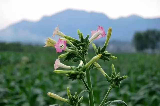 烟草花也有花语......