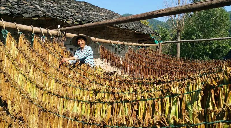 自种自裹自抽的叶子烟，被称为中国民间“雪茄”