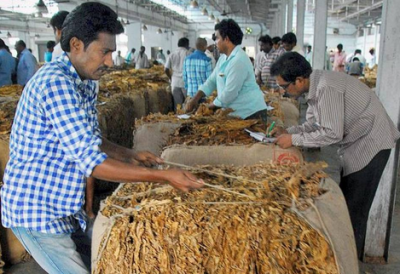 对前景绝望，印度农民渴望停止种植烟草