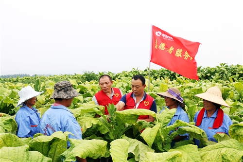 党员志愿者指导烟农进行烟叶采收。