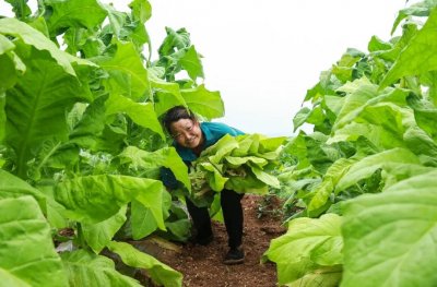 推动烟叶实现“一优两转”豫西烟农管烟忙！