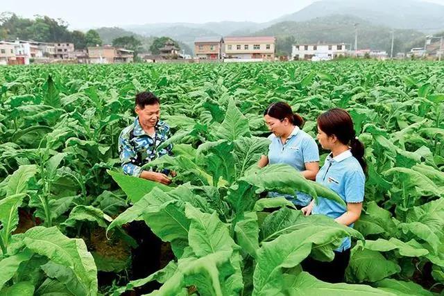 烟酒批发-烟酒批发网：源头直供，价格优惠！