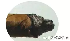持灰攻略:聊聊雪茄烟灰